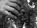 Azienda agricola Vincenzo Ricchioni - Palo del Colle - raccolta manuale dell'uva